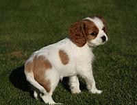 IMG 0795