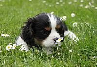 IMG 2487