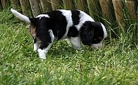 IMG 2460