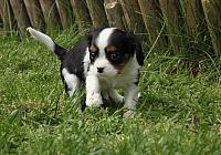 IMG 2463